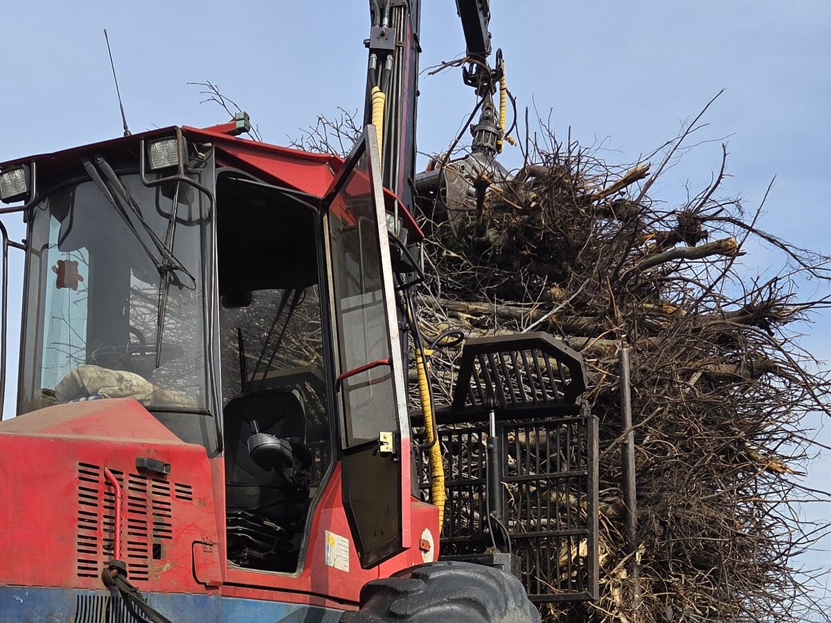 Forwarder forestier încărcat cu pomi scoși din rădăcină, pe o parcelă defrișată